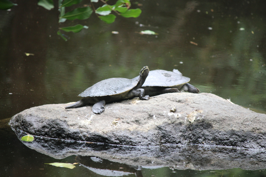 Eastern Short-necked Turtle from Brisbane QLD, Australia on March 19 ...