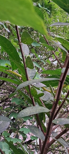 Common Tree Snake sighting