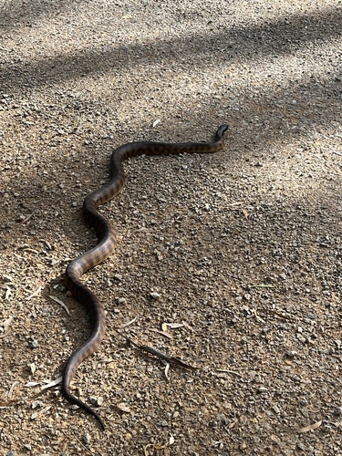 Black-headed Python sighting