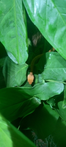 Brown Tree Snake sighting