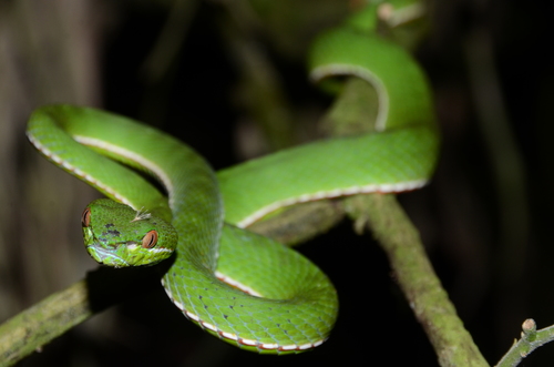 Chinese Green Tree Viper (Trimeresurus stejnegeri) · iNaturalist.org