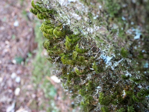 Pterobryon