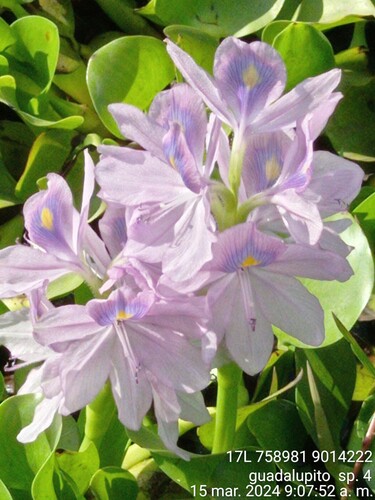 common water hyacinth
