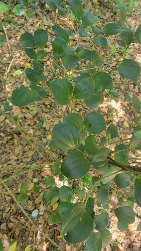 Samaná Pepper (Piper samanense)