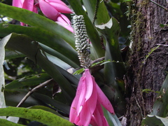 Aechmea mariae-reginae image