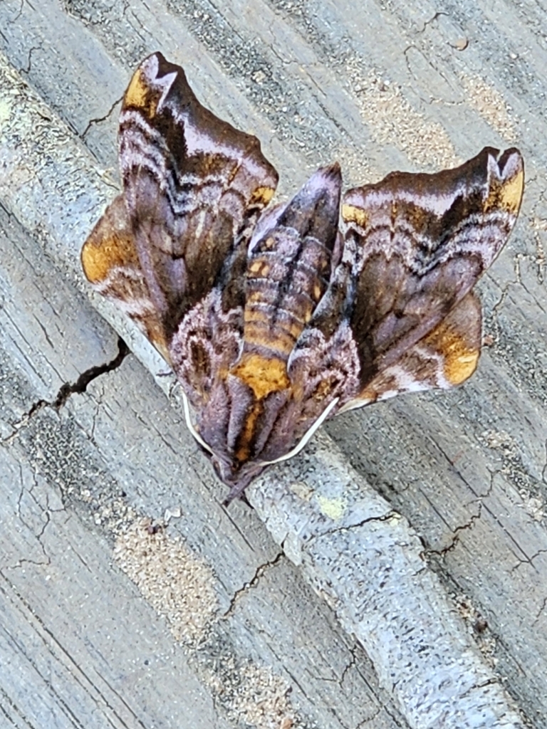Small-eyed Sphinx from Longview, TX 75604, USA on March 19, 2024 at 01: ...