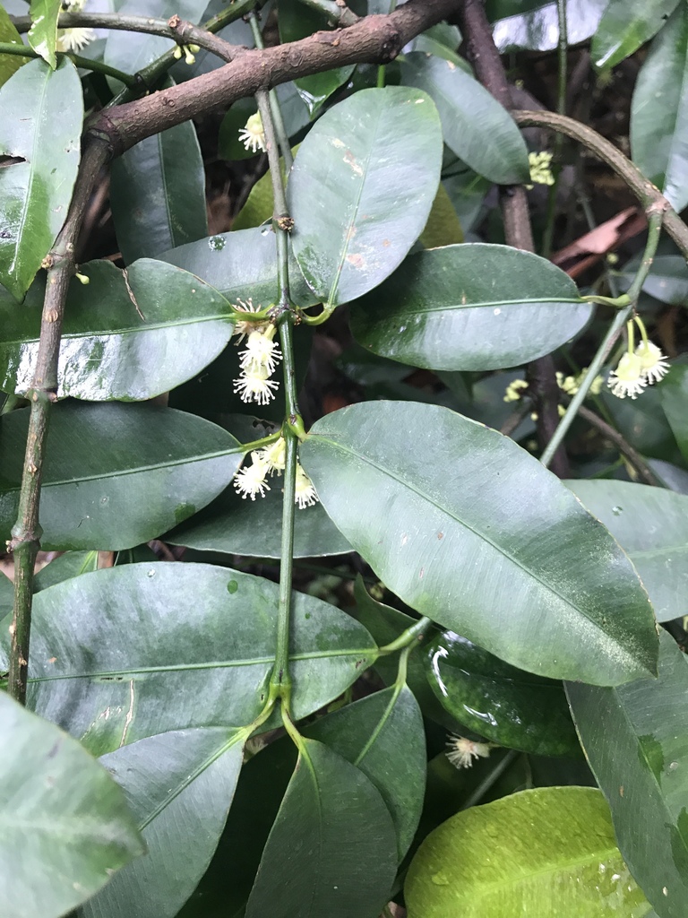 charichuela from Calle 34, Medellín, Antioquia, CO on April 26, 2019 at ...