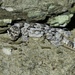 Banna Parachute Gecko - Photo (c) HUANG QIN, all rights reserved, uploaded by HUANG QIN