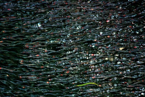Atlantic Capelin