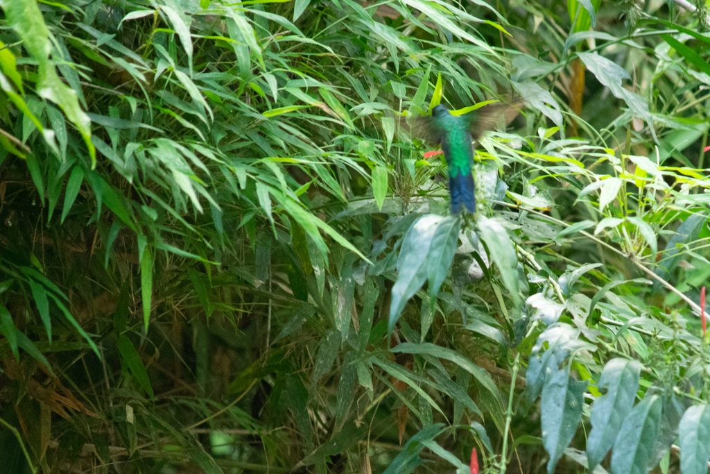 Swallow-tailed Hummingbird from Área Cataratas | Parque Nacional Iguazú ...