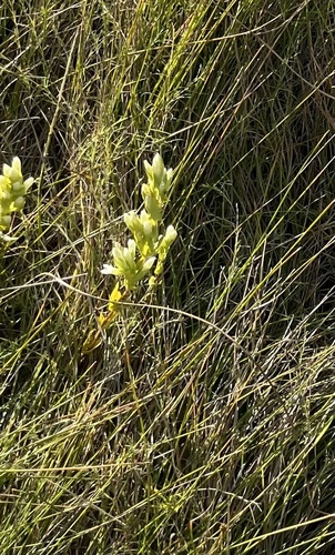 Wright's dwarf gentian (Gentianella wrightii)