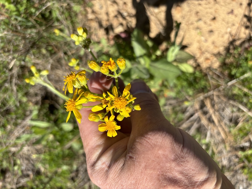 Texas ragwort from Choctaw County, OK, USA on March 19, 2024 at 11:54 ...