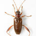 Girdle-horned Aquatic Leaf Beetle - Photo (c) Chris Rorabaugh, all rights reserved, uploaded by Chris Rorabaugh
