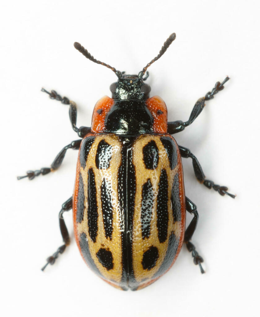 Cottonwood leaf beetle