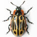 Cottonwood Leaf Beetle - Photo (c) Chris Rorabaugh, all rights reserved, uploaded by Chris Rorabaugh