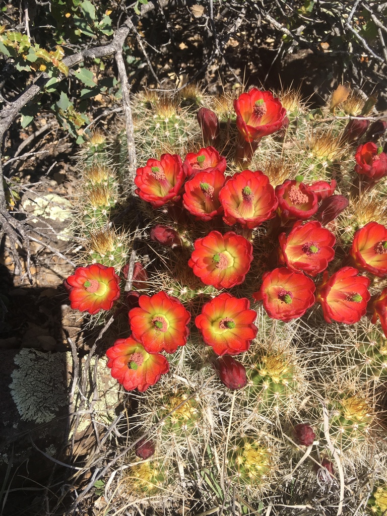 Yavapai Hedgehog Cactus (Echinocereus yavapaiensis)  iNaturalist