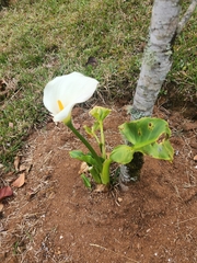 Zantedeschia aethiopica image