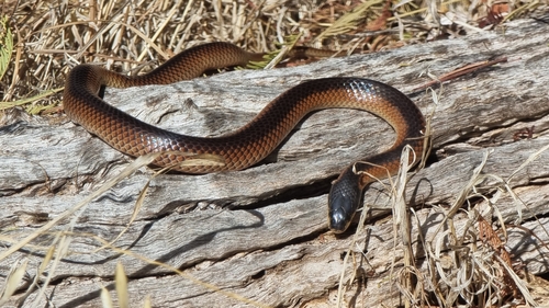Black-naped Hooded Snake sighting