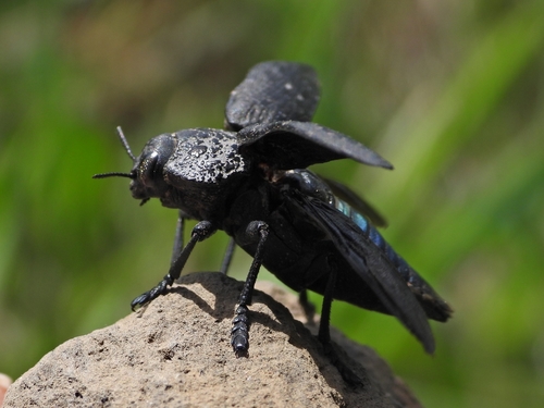 Flat-headed Root-borer
