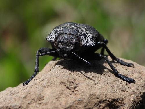 Flat-headed Root-borer