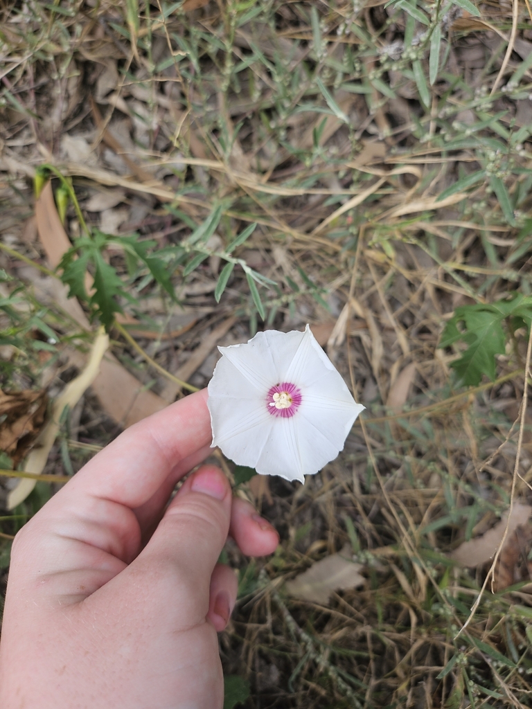 Alamo vine from Town Common QLD 4810, Australia on March 20, 2024 at 01 ...