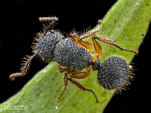 Echinopla circulusEchinopla circulus