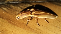 Semiotus ligneus image