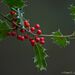 European Holly - Photo (c) Chien Lee, all rights reserved, uploaded by Chien Lee