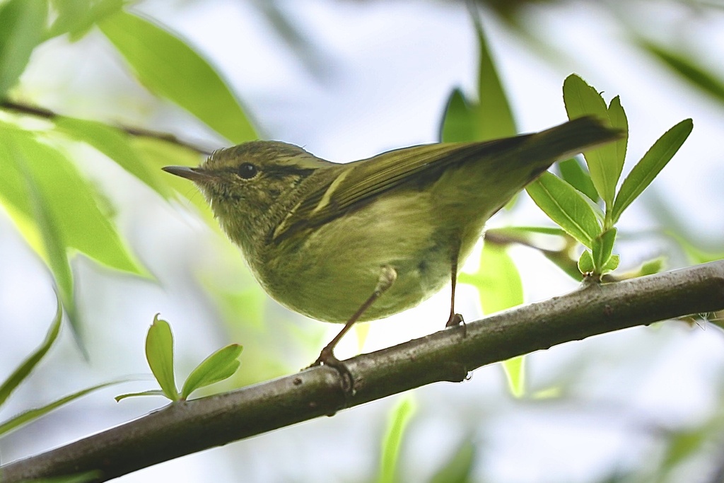 Hume's Leaf Warbler from Kunming, CN-YN, CN on March 20, 2024 at 12:00 ...