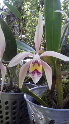 Cattleya iricolor