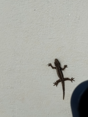 Flat-tailed House Gecko