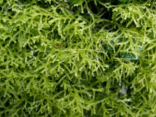 Lepidozia fauriana