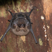 Greater Sac-winged Bat - Photo (c) Jaro Schacht, all rights reserved, uploaded by Jaro Schacht