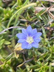 Gentiana sedifolia image