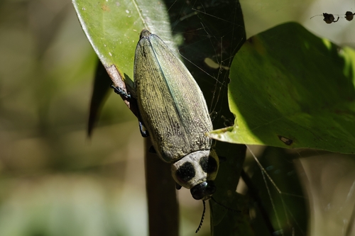 Ceiba Borer
