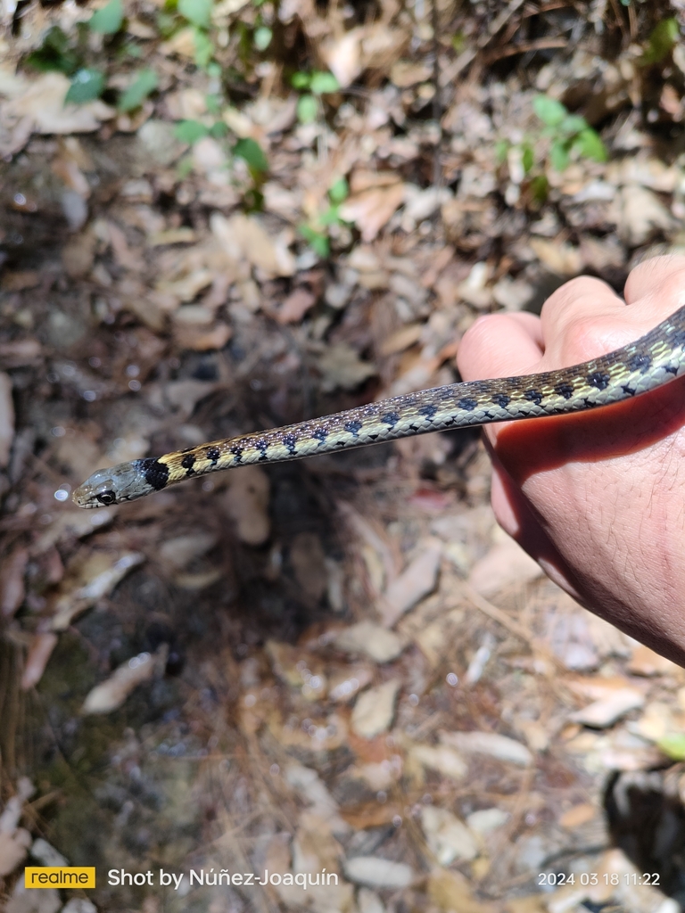 Black-necked Garter Snake from 58355 Michoacán, Mexico on March 18 ...