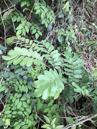 Dalbergia nigra