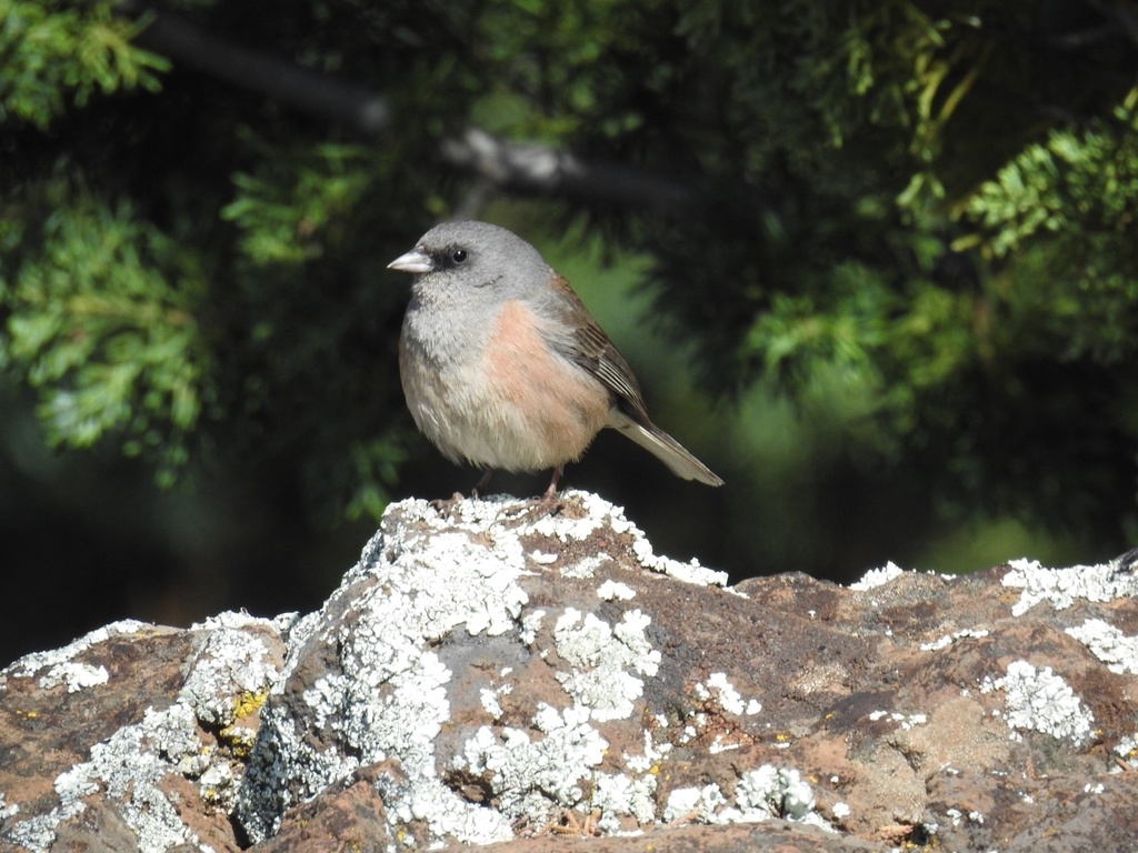 Guadalupe Junco photo