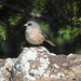 Guadalupe Junco - Photo (c) John McCormack, all rights reserved, uploaded by John McCormack