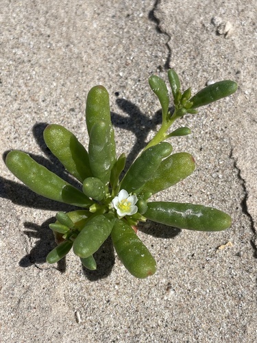 desert pussypaws (Cistanthe ambigua)