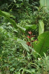 Heliconia monteverdensis image