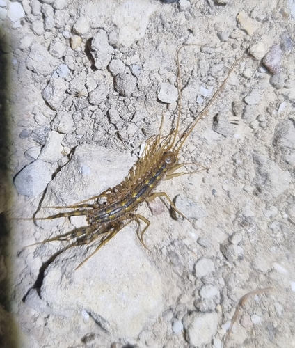 House Centipede