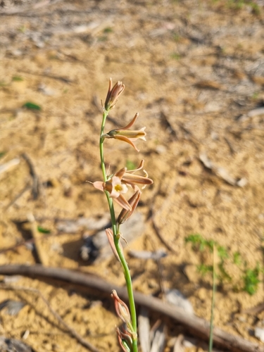 Brown Bells