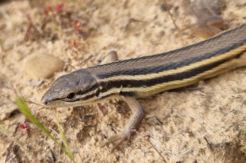 Large Psammodromus