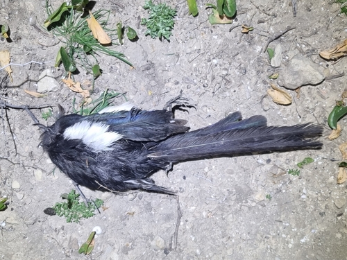 Maghreb Magpie