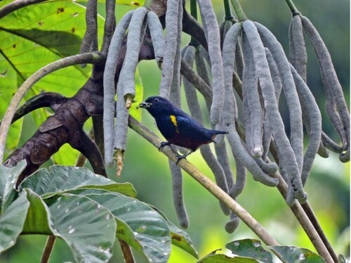 Chestnut-bellied Euphonia
