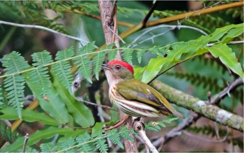 Kinglet Manakin