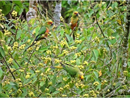 Golden-capped Parakeet