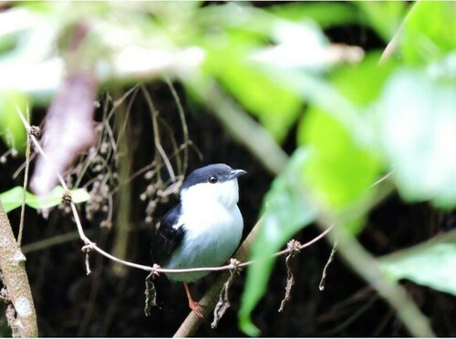 White-bearded Manakin