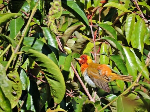 Rufous-headed Tanager